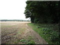 Footpath beside Red Wood