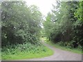 Forest road, Blakeridge Wood