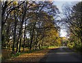 Woodland in November, Outwood Common