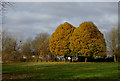 Hornbeam trees in Muchall Park, Wolverhampton