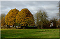 Hornbeam trees in Muchall Park, Wolverhampton