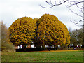 Hornbeam trees in Muchall Park, Wolverhampton