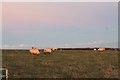 Sheep on Corehill