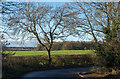 Tree and field beyond stretch of abandoned road