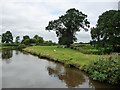 Cattle and sheep on the bank of the Llangollen Canal