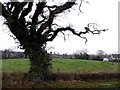 Ivy covered tree, Corkhill