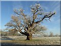 SO8844 : A mature oak tree on a frosty morning by Philip Halling
