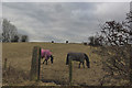 A field with horses