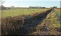 Sheep near Hook Farm