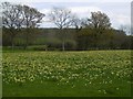 Daffodils, Kempley