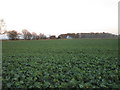 Field of oilseed rape and Hayes Wood