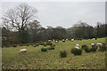 Sheep on Cocker Hill