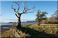 NM7799 : Dead tree at the edge of the grounds of Inverie House by Doug Lee