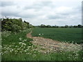 Crop field off Six Mile Bottom Road