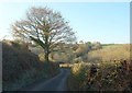 Lane to Shuteley Farm