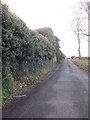 Ivy clad walls on Monks Hill Road enclosing the Crieve House grange