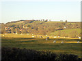 Sheep on ridge and furrow