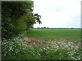 Crop field beside strip woodland