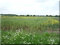 Oilseed rape crop near barrow