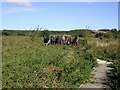 Filsham Reedbed