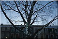 TQ2481 : View of a tree with Christmas lights in Tavistock Square #4 by Robert Lamb