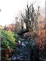 A ditch in Spindleberry Nature Reserve