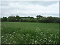 Farmland near Frogsend Farm