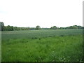 Crop field near Frogsend Farm