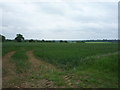 Crop field near New Potash Cottages