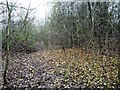 Fallen apples on the former Dearne & Dove Canal