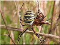 Wasp spider (female)