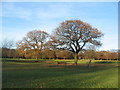 SP3277 : Oak trees, Memorial Park by E Gammie