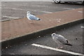 Pair of Gulls