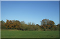 Grazing, Tile Hill