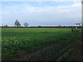 Crop field, Wolvey Heath