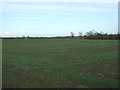 Young crop field off Bumble Bee Lane