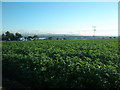 Potato field viewed from Kirkton of Craig by Montrose