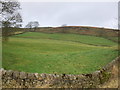 Grazing near Brown Hill Farm