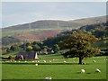 Fields Below Tan-yr-allt