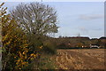 Field at Bridge Farm