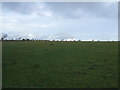 Grazing north of Skipton Road (A59)