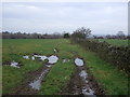 Grazing and stone wall