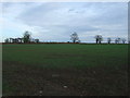 SP4991 : Young crop field off Fosse Way Roman Road by JThomas
