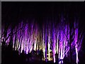 Winter Lights, Anglesey Abbey - Silver Birches