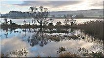 NH5447 : Complex water margin beside River Beauly by Julian Paren