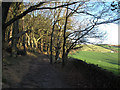 Path along the edge of the Cloud plantation