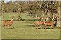 ST8083 : Red Deer Stags, Badminton Park, Gloucestershire 2015 by Ray Bird