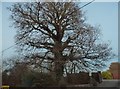 Large tree at the entrance to Coombers Farm