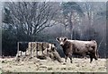 TQ7818 : Heifer at hay feeder in winter by Patrick Roper