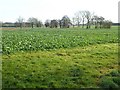 SO8035 : Farmland at Birtsmorton by Philip Halling